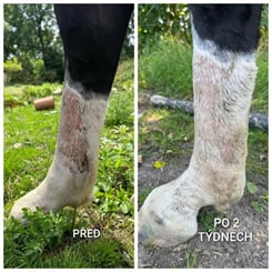 Uniqorn Derma, 1,5 kg sarkoidy, letní vyrážka, podlomy - derma 2