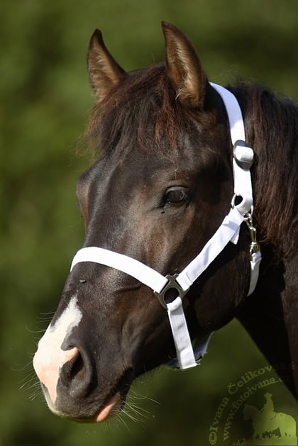 Ohlávka nylonová Perlon bílá