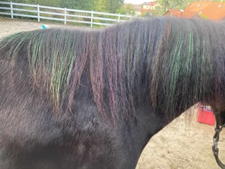 Duhové křídy na hřívu Lucky 6ks - duha 1