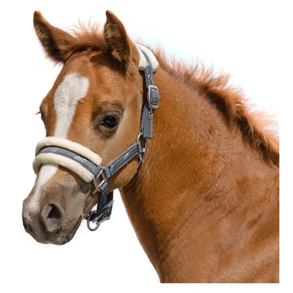 Ohlávka hříběcí s koníky a kožíškem šedá