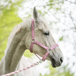 Ohlávka podložená třpytivá Marvel růžová - marvel 2