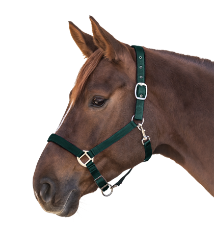 Ohlávka Satin podložená fir green