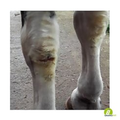 Perfect Equi COBS HEALTH bez Biotinu! 8kg - nohy cobíka