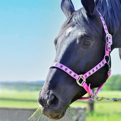 Ohlávka podložená Káro pink/white/navy - karo