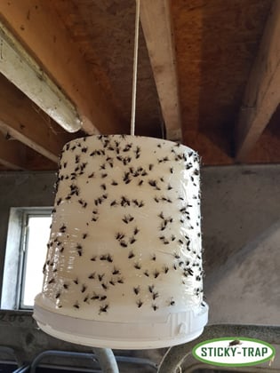 Sticky Trap kyblík k výrobě pasti na ovády 1ks