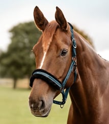 Ohlávka Elegant Waldhausen Petrolej - petrol 2