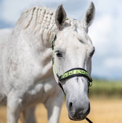 Ohlávka podložená s koníky zelená - ohlavka zelena konici 3