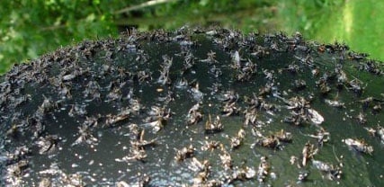 Past na ovády Sticky Trap - lepidlo 1,5l - 371_f95eca4a_header1.jpg