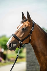 Ohlávka podložená HKM -Samantha- černá - samantha 2