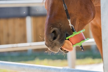 Koňské lízátko Lolly-Lick - zdravé lízátko bez cukru pro koně - 848_1b73746c_horse2.jpg