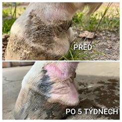 Uniqorn Derma, 1,5 kg sarkoidy, letní vyrážka, podlomy - derma 1