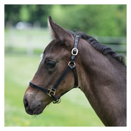 Ohlávka hříběcí výstavní kožená