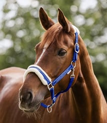 Ohlávka Elegant Waldhausen saphire blue - elegant 2