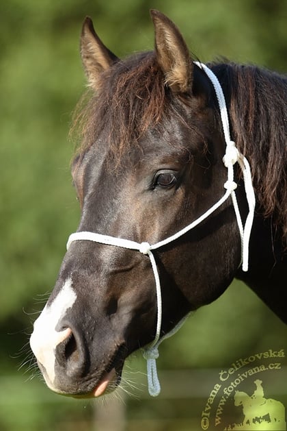 Ohlávka provazová Basic 8mm bílá