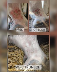 Uniqorn Derma, 1,5 kg sarkoidy, letní vyrážka, podlomy, hyperkeratóza - DERMA