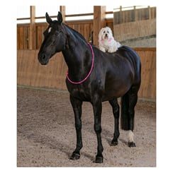 Led pásek na krk pro koně růžový - led reminek kun