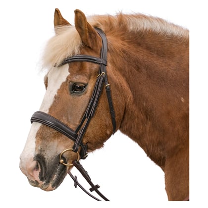 Uzdečka pro chladnokrevníka Torino černá