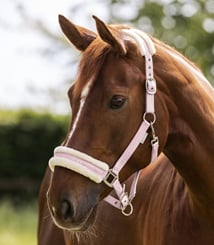 Ohlávka Elegant Waldhausen rose - elegant rose 2